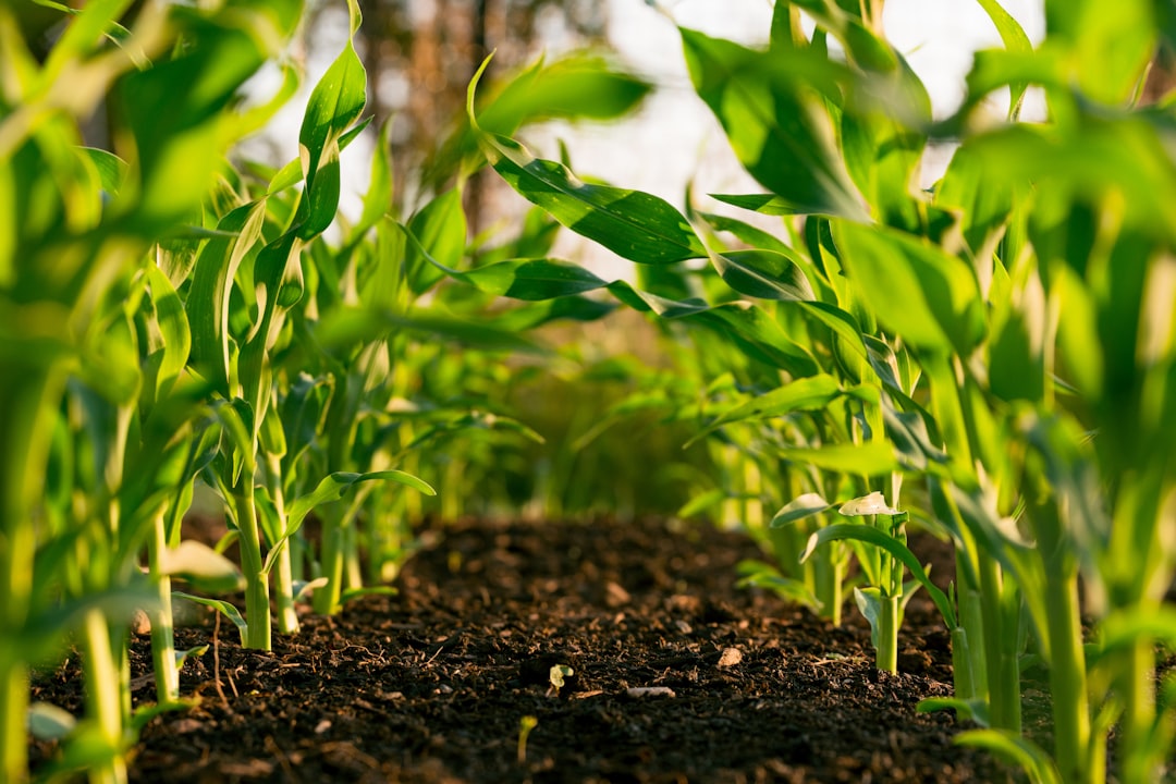 Sistemi per l'agrivoltaico